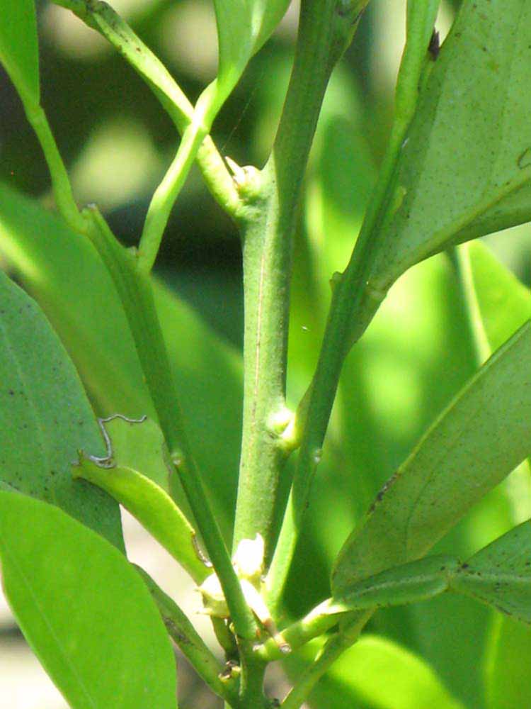            First year twig (Winter Haven, FL)   